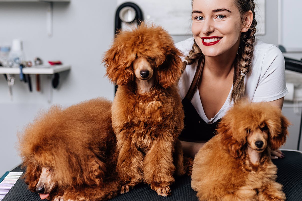 Hundefriseurin mit Hunden Hundefriseurin mit Hunden